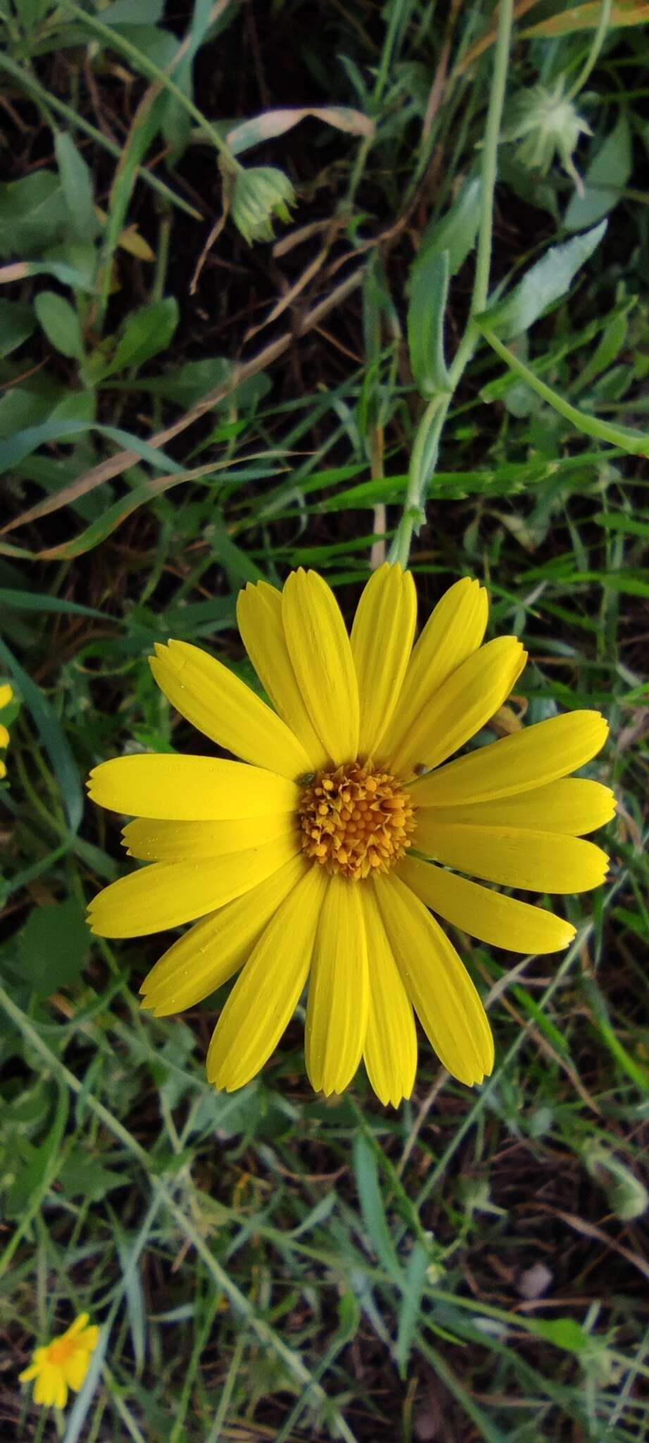 Image of Calendula suffruticosa Vahl