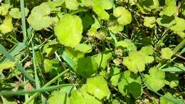 Image of Hydrocotyle novae-zeelandiae DC.