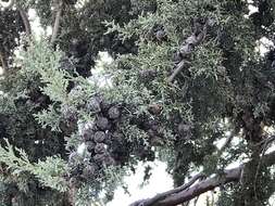 Image of Arizona Cypress