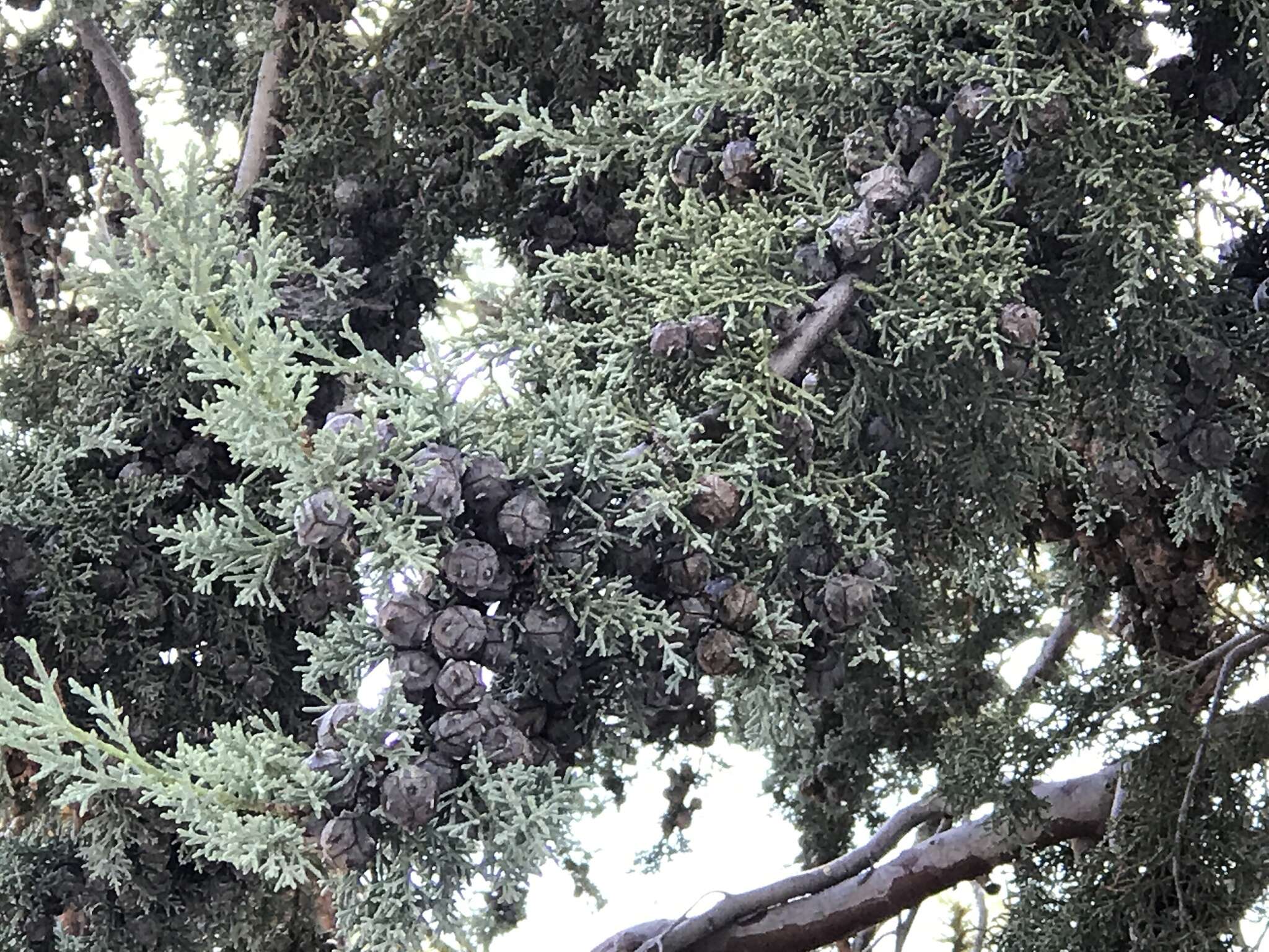 Image of Arizona Cypress