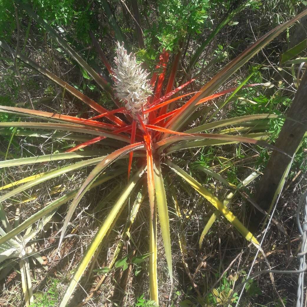 Image of Bromelia balansae Mez