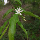 Image of Wrightia angustifolia Thwaites