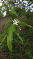 Image of Wrightia angustifolia Thwaites