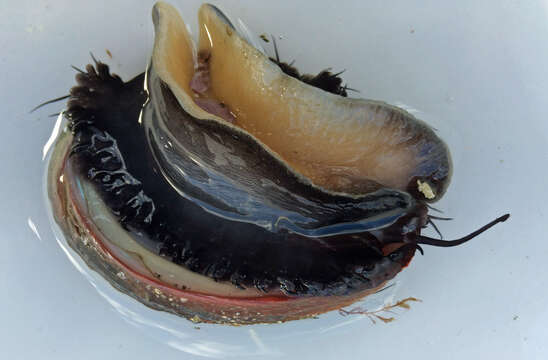 Image of red abalone