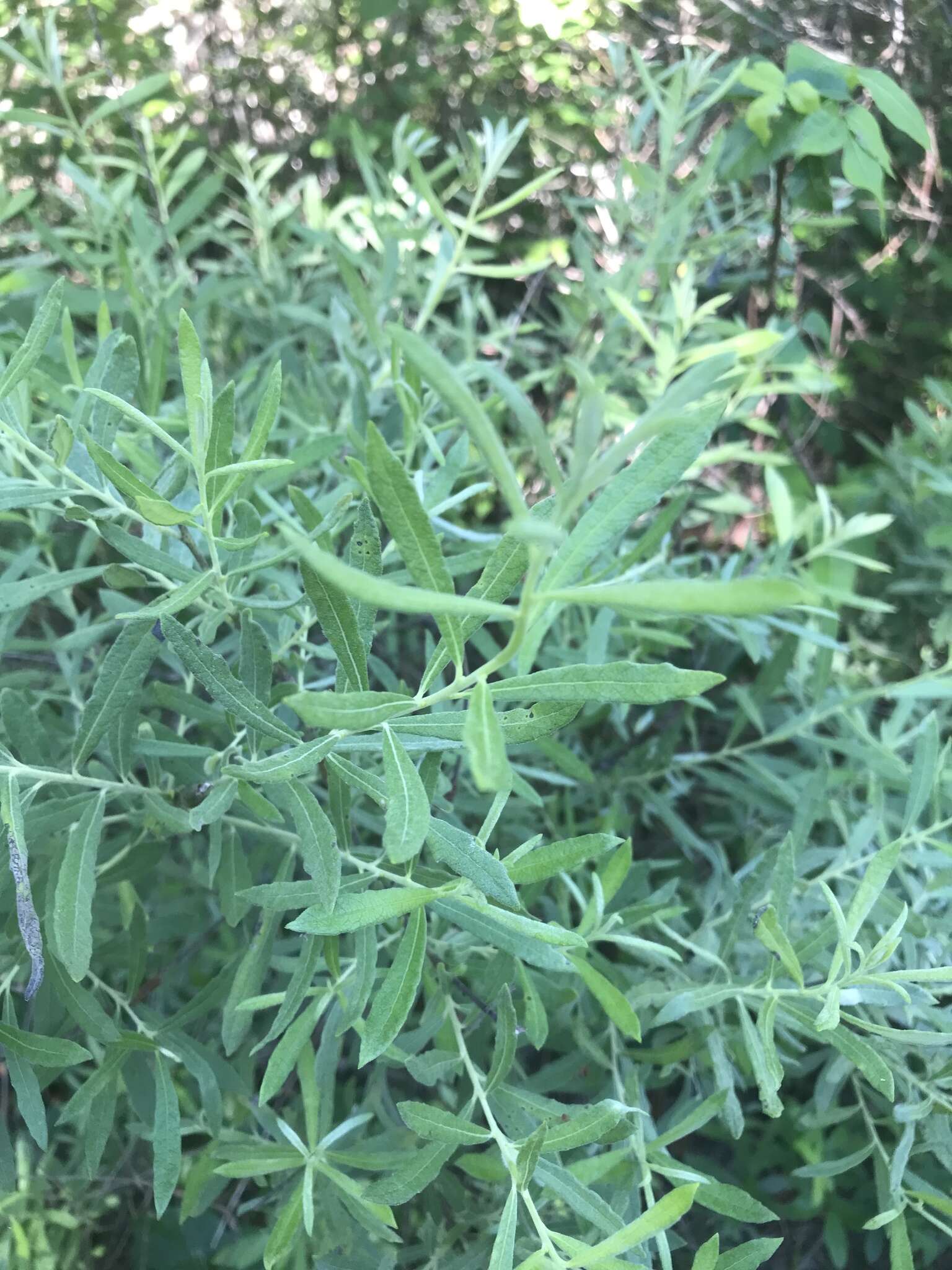 Image of prairie willow