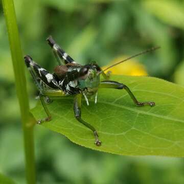 Melanoplus viridipes Scudder & S. H. 1897的圖片