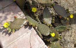 Image of Opuntia decumbens Salm-Dyck