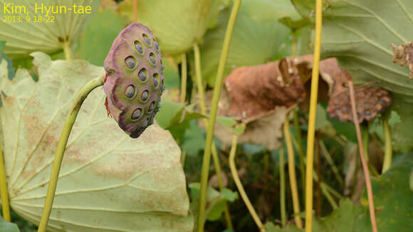 Image of sacred lotus