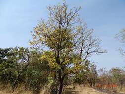 Image of Lophira lanceolata