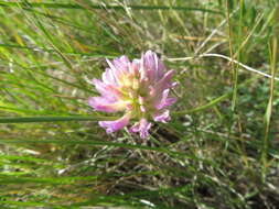 Image of prairie milkvetch