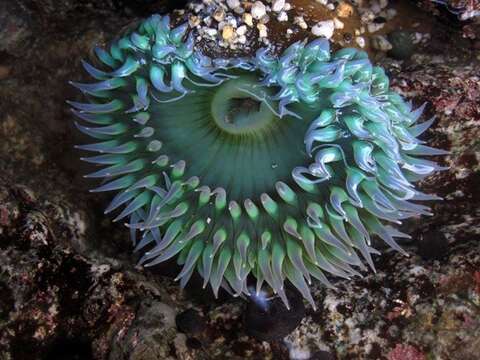 Image of Starburst anemone