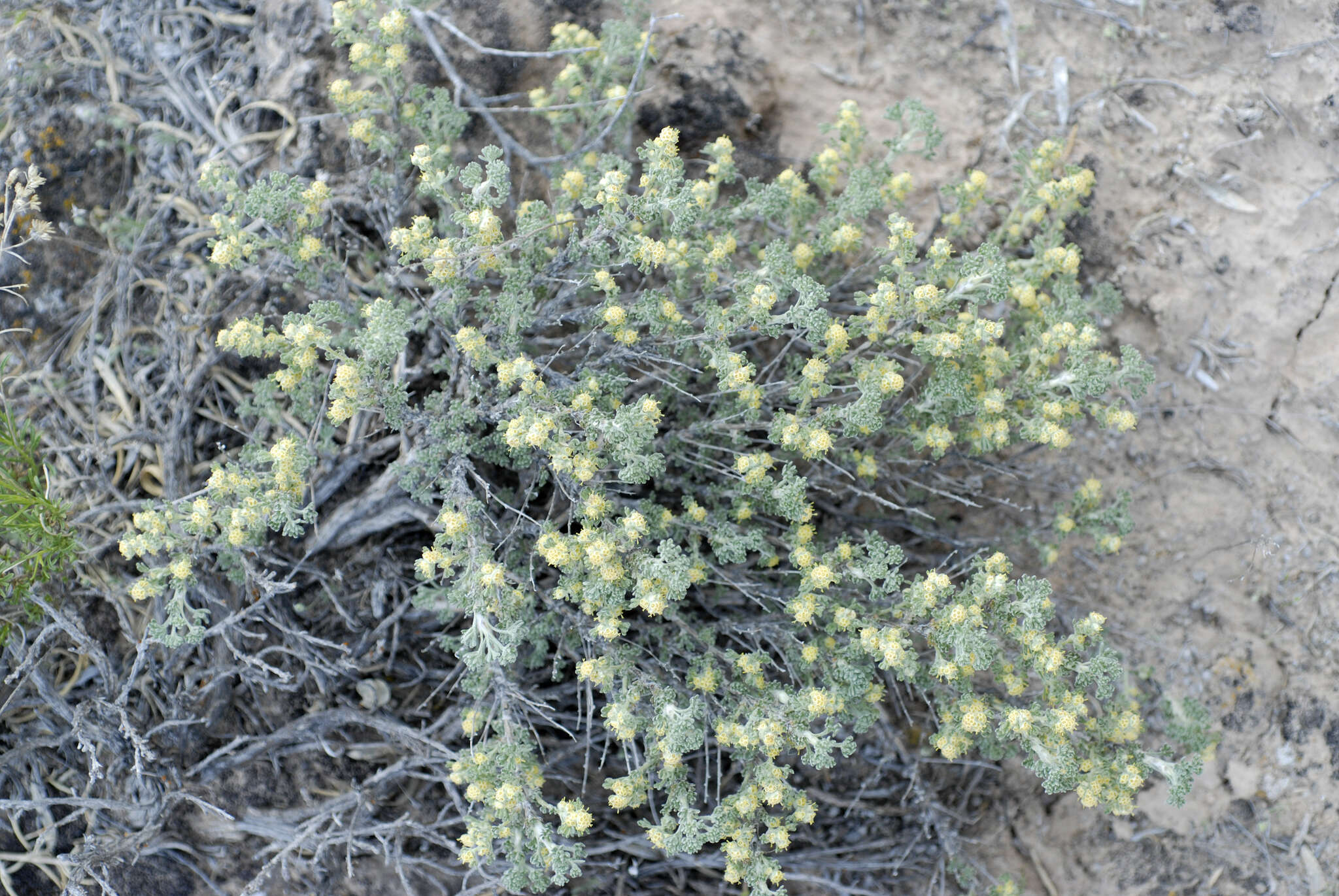 صورة Artemisia spinescens Eaton