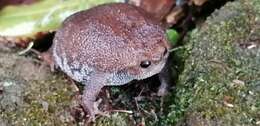 Image of Plaintive Rain Frog