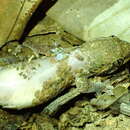 Sivun Geckolepis humbloti Vaillant 1887 kuva