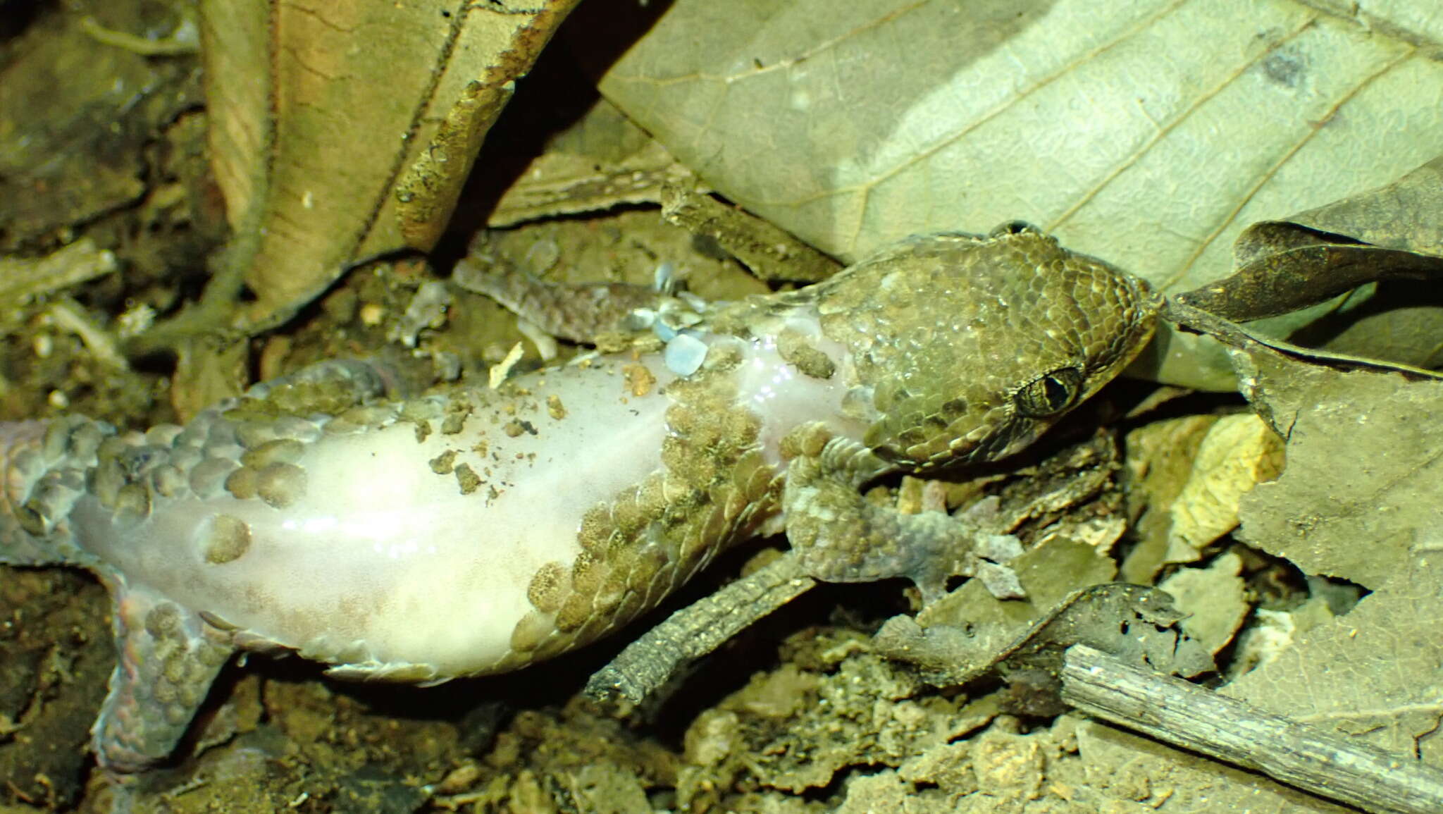 Image of Geckolepis humbloti Vaillant 1887