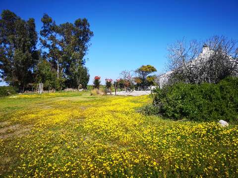 Imagem de Senecio littoreus Thunb.