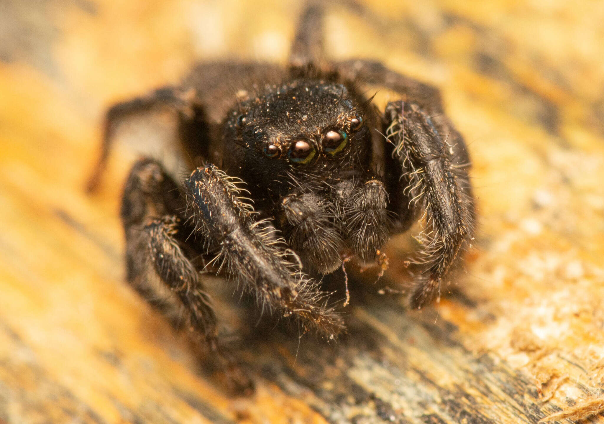 Image of Nigorella hirsuta Wesolowska 2009