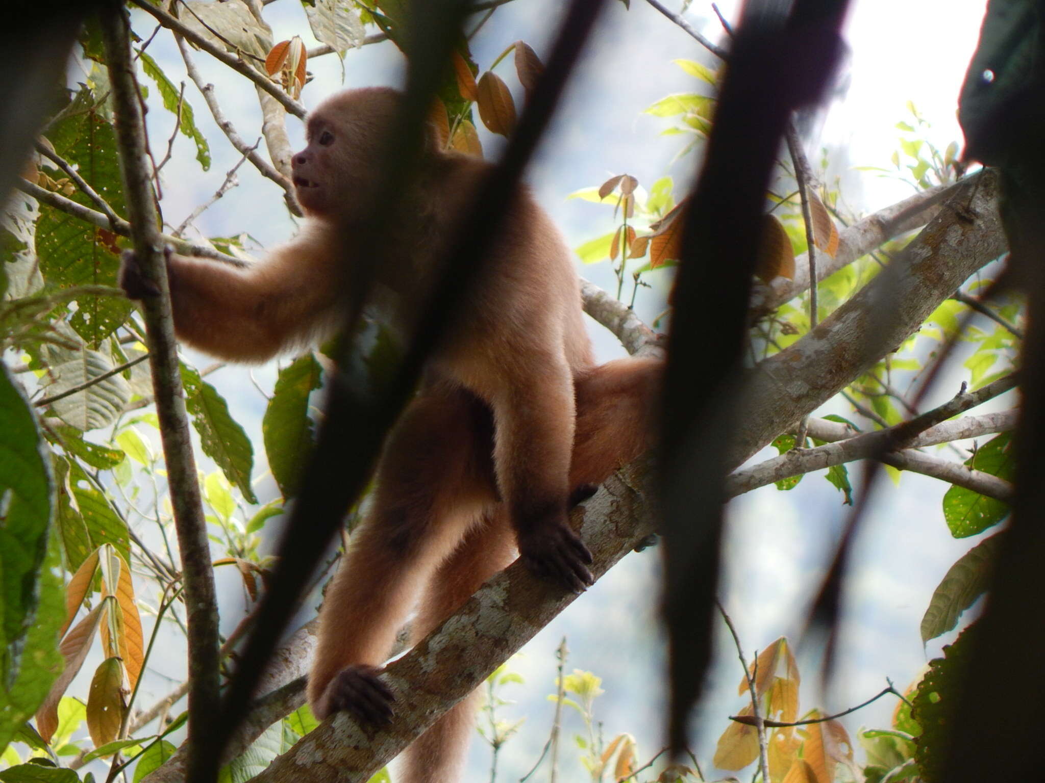 Image of Ecuadorian capuchin