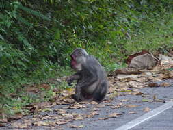 Macaca arctoides (I. Geoffroy Saint-Hilaire 1831) resmi