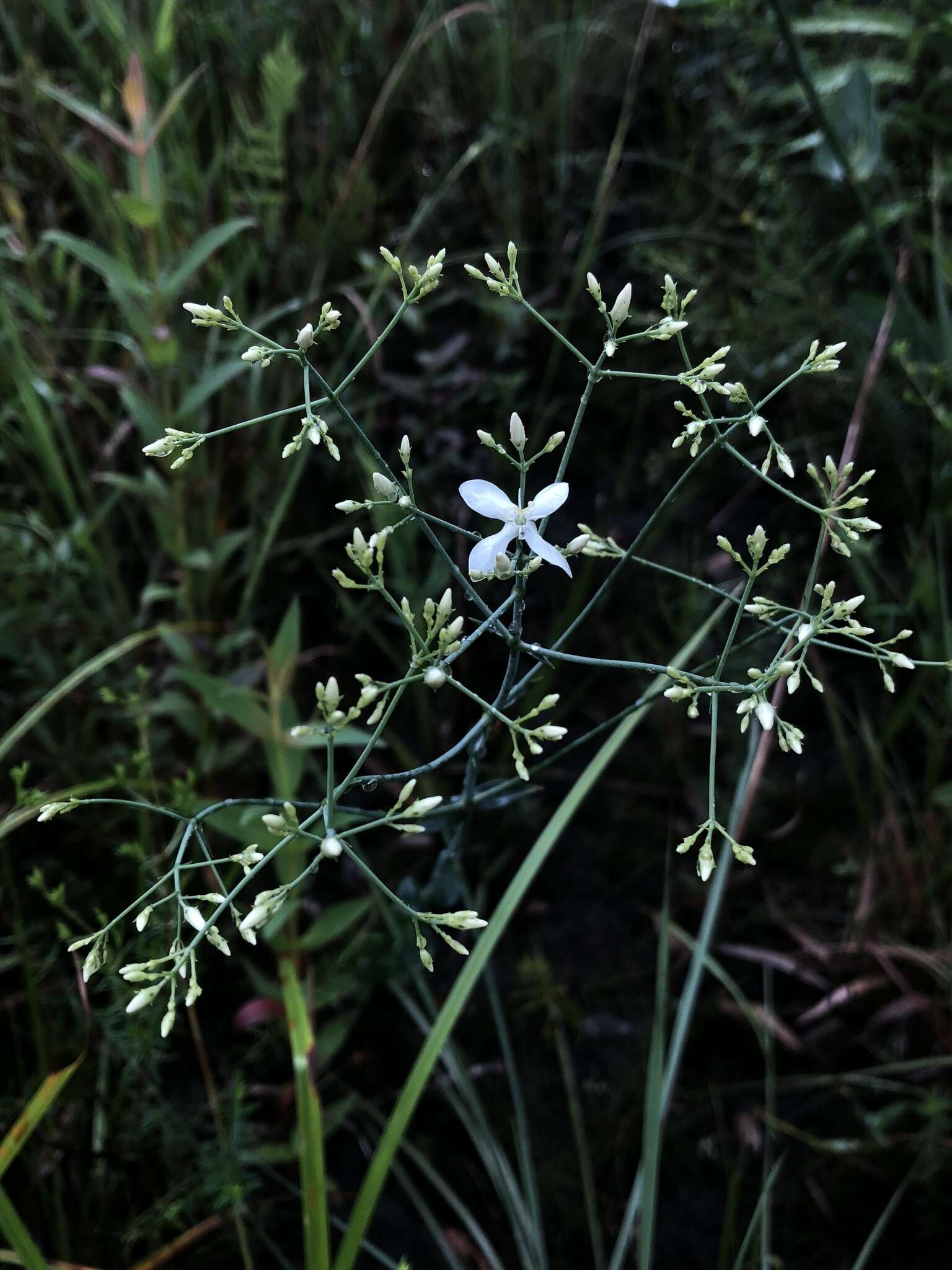 Sabatia macrophylla Hook. resmi