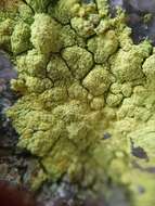 Image of dust lichen