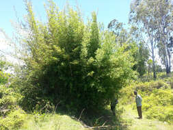 Image of hedge bamboo