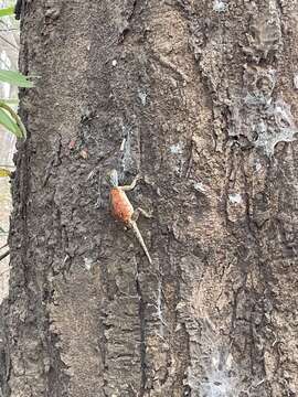 Image of Mozambique Agama