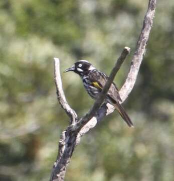 Image of New Holland Honeyeater