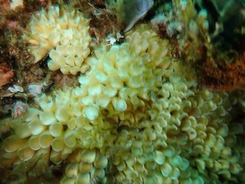 Image of scaly dogwhelk