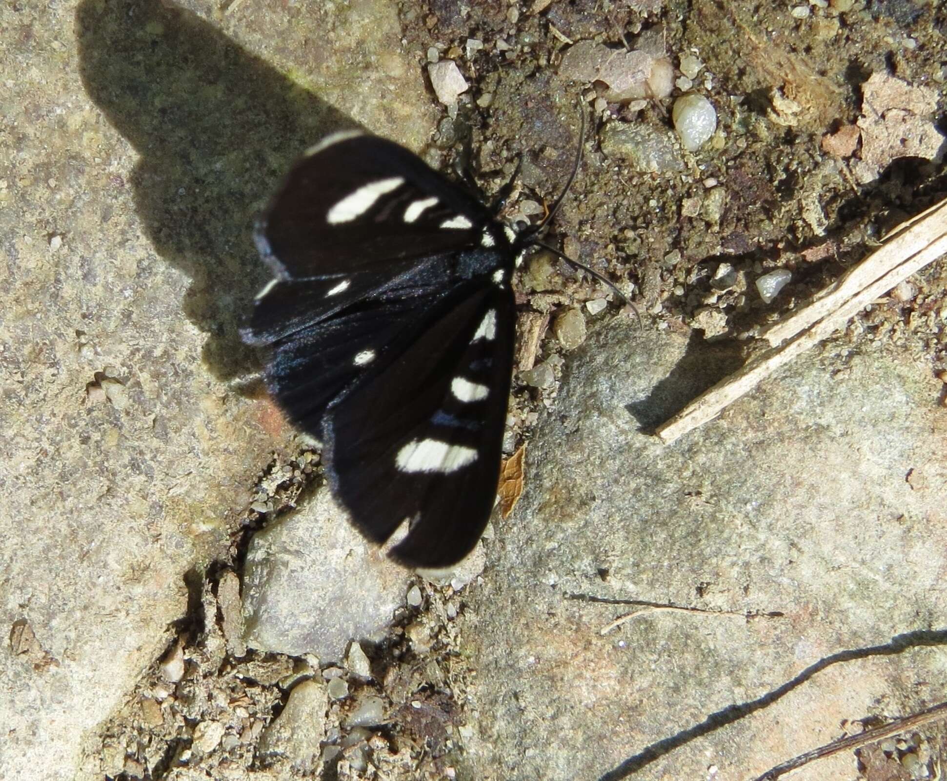 Image of Two-spotted Forester