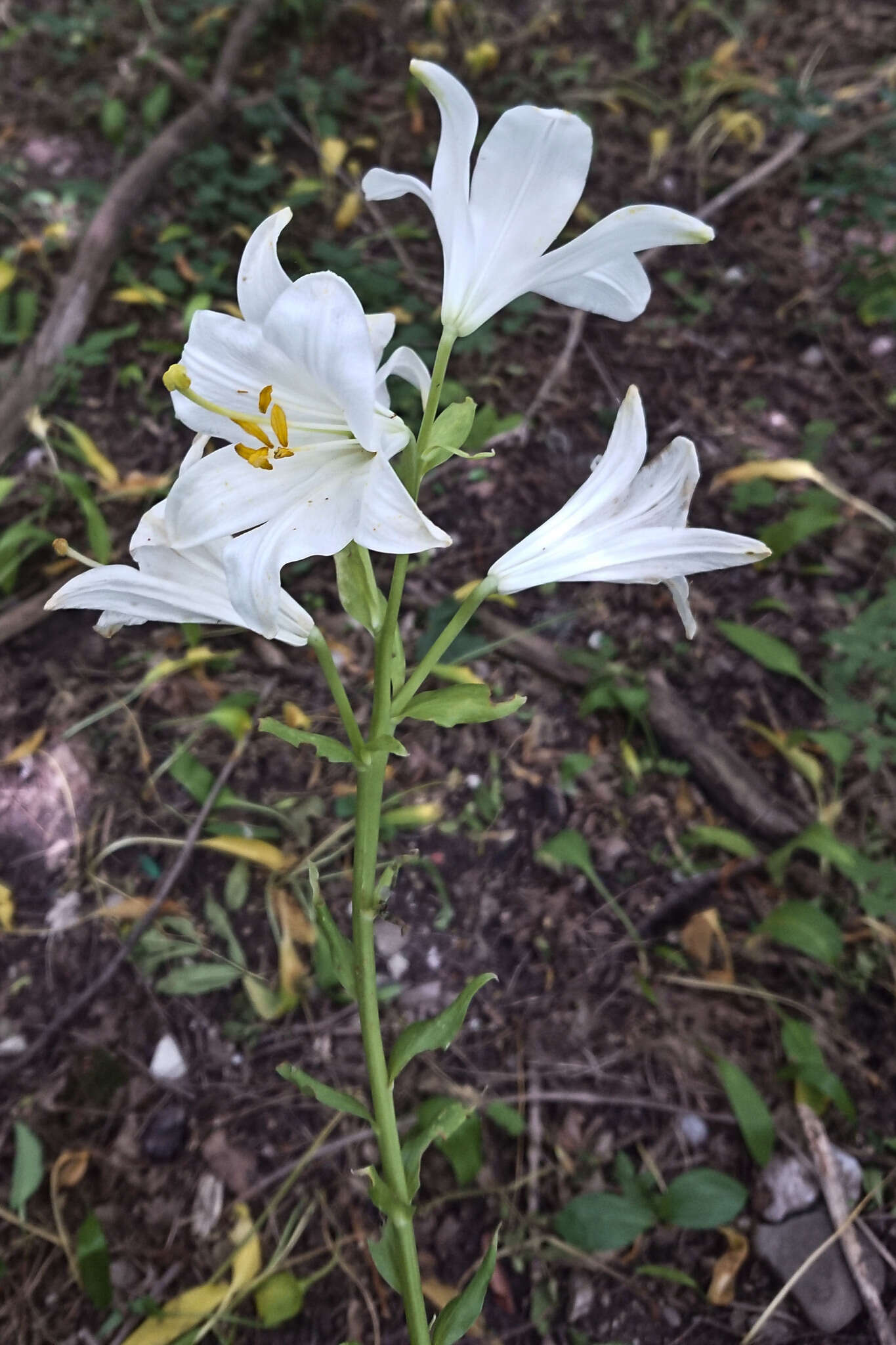 Image of Madonna lily