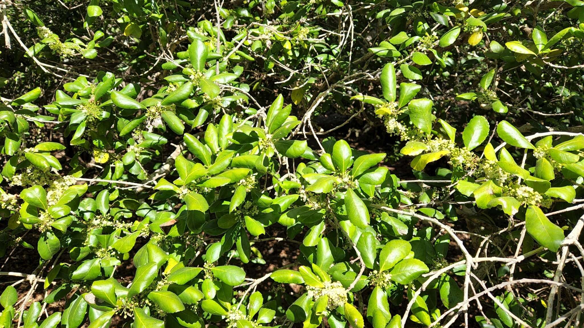 Image of Ilex socorroensis T. S. Brandegee