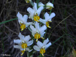 Image of Gavilea venosa (Lam.) Garay & Ormerod