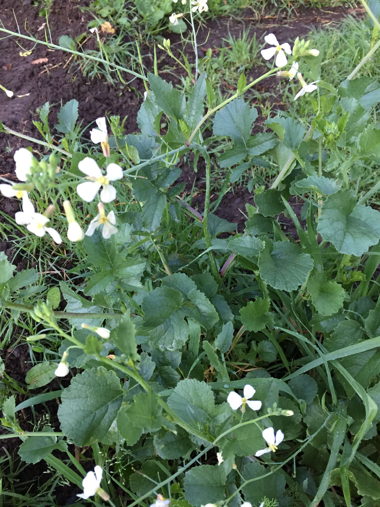 Image of wild radish