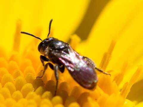 Image of Lasioglossum hemichalceum (Cockerell 1923)