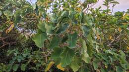 Image of Homalanthus fastuosus (Linden) Fern.-Vill.