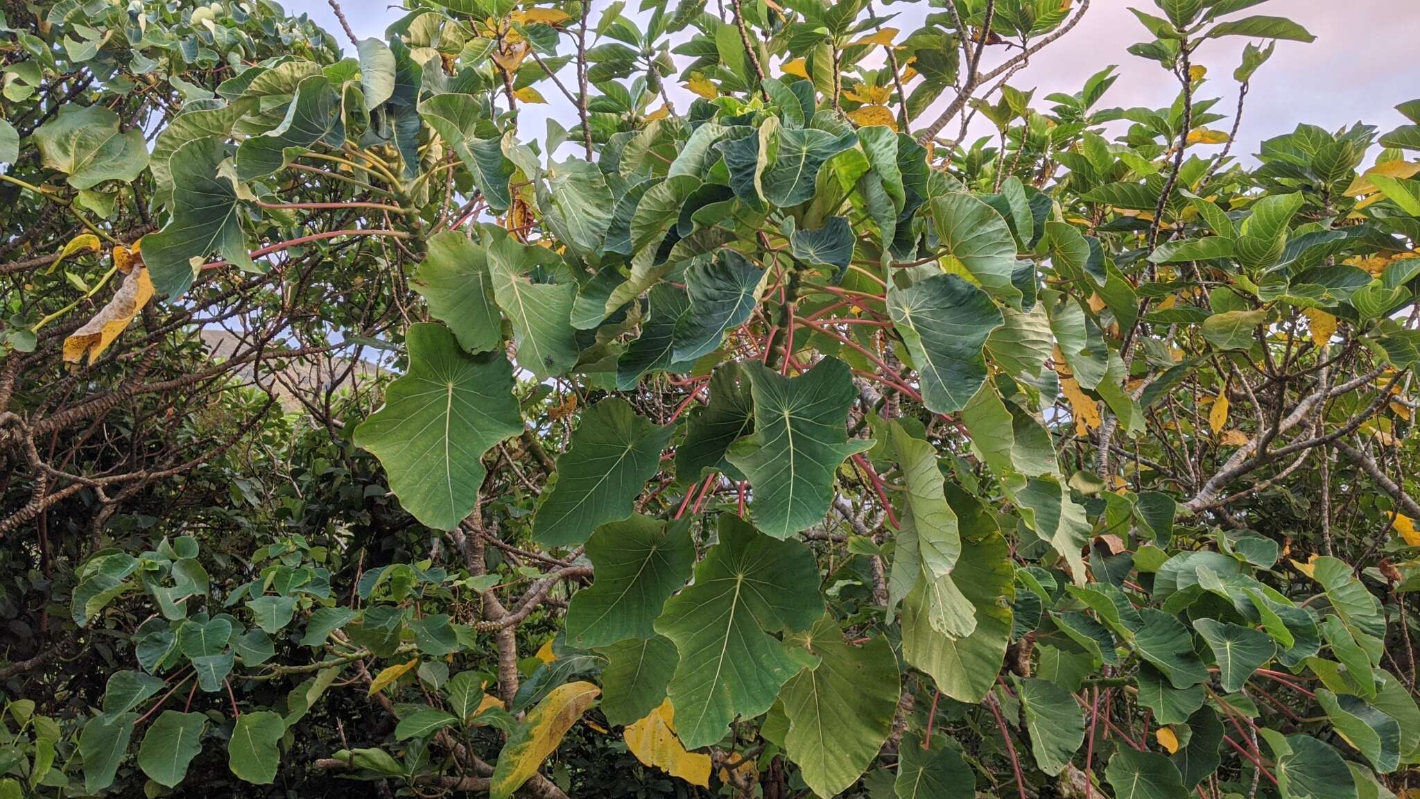 Imagem de Homalanthus fastuosus (Linden) Fern.-Vill.