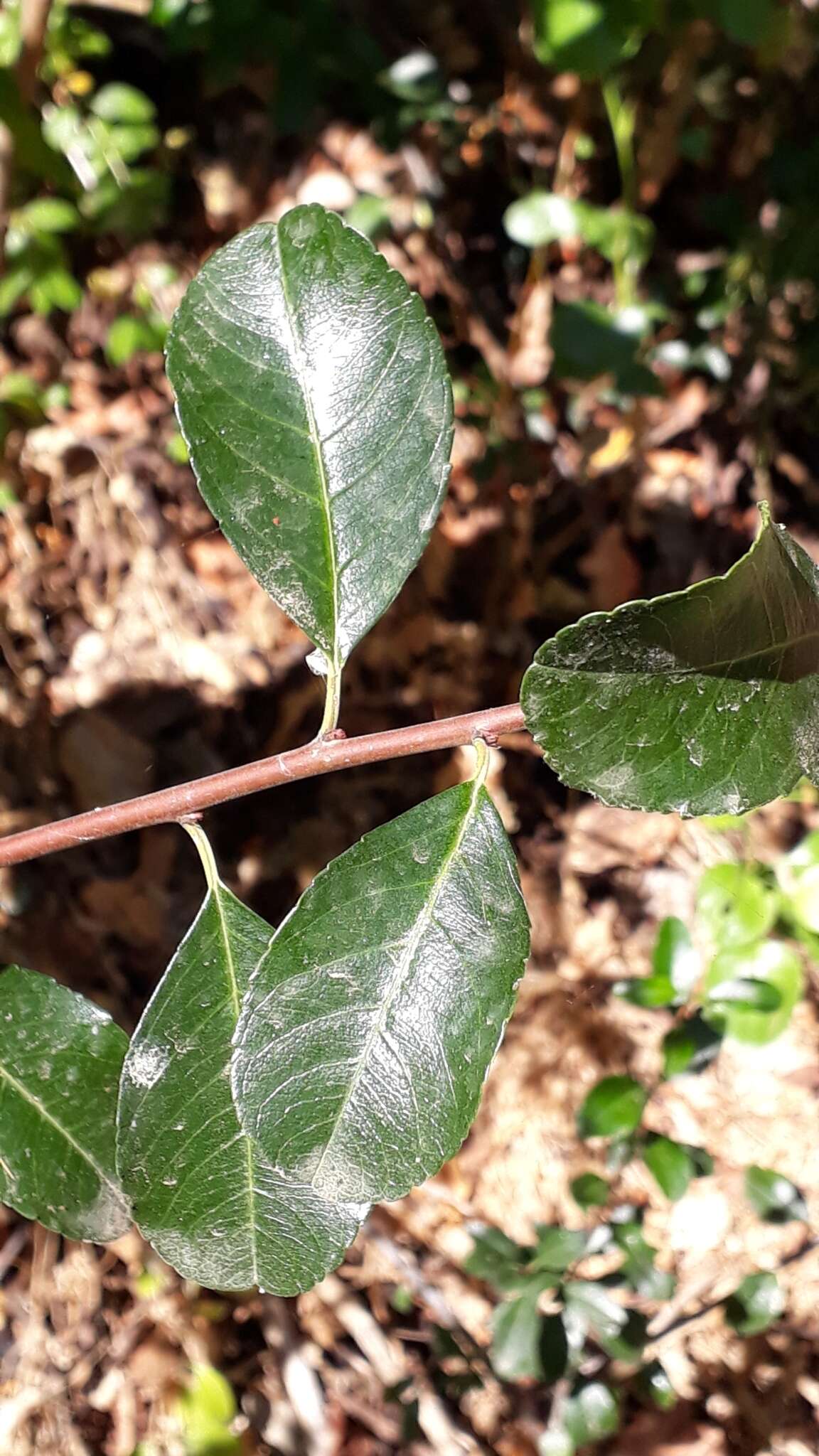 Plancia ëd Gymnosporia cassinoides (L'Hér.) Masf.