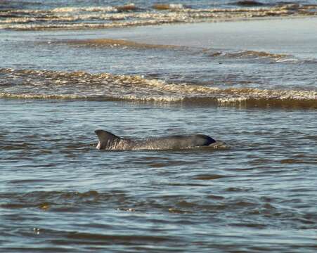 Imagem de Tursiops truncatus gephyreus Lahille 1908