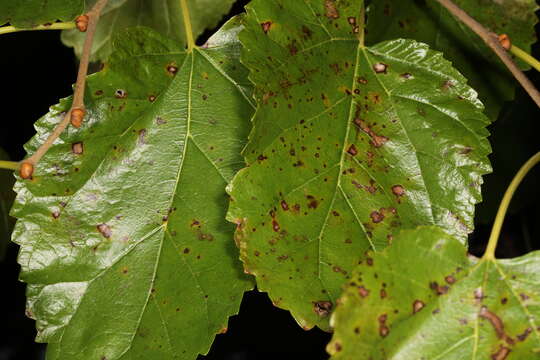 Image de Cercospora moricola Cooke 1884