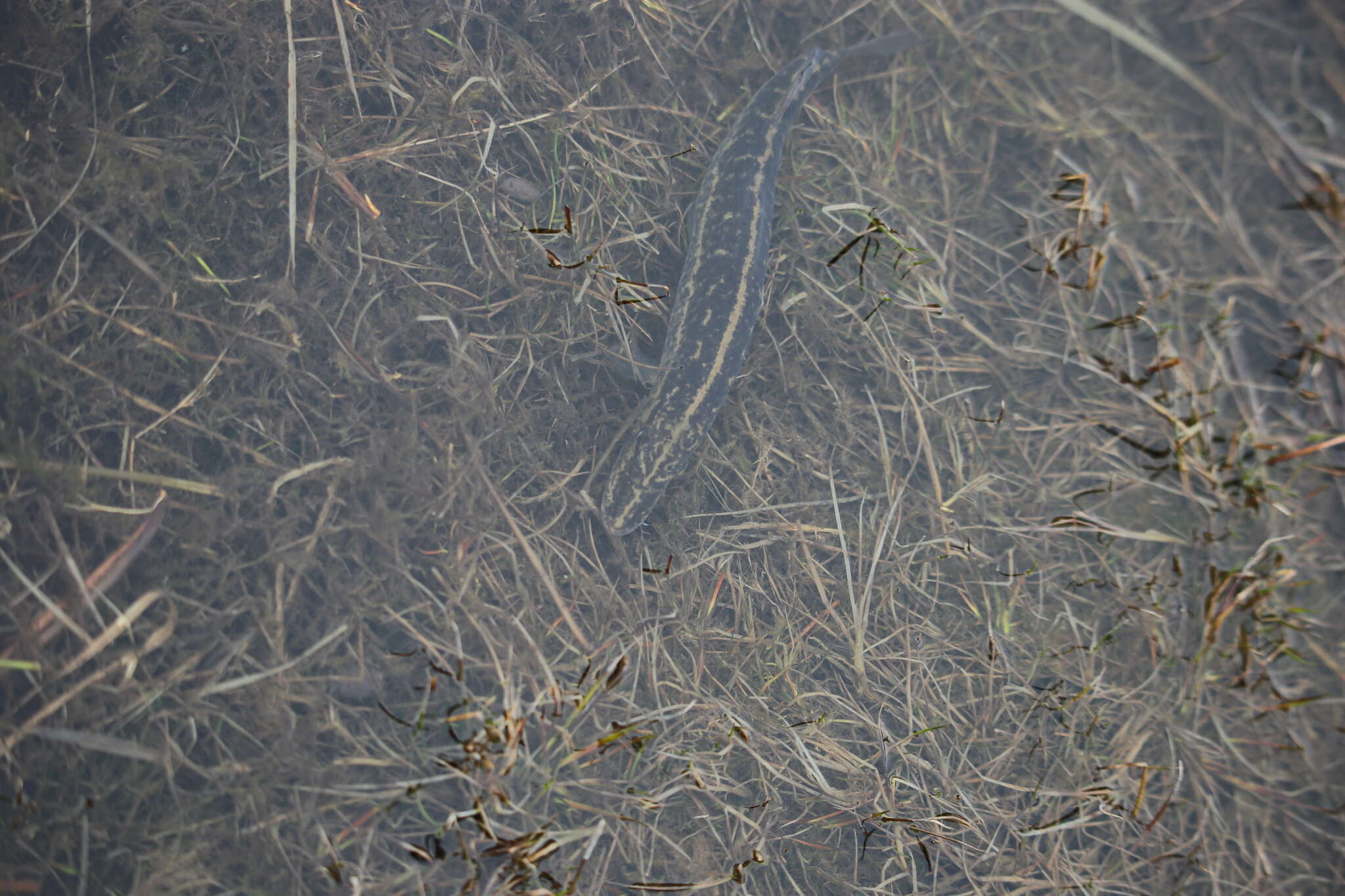 Image of Redfin Pickerel