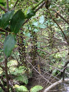 Image of <i>Coriaria <i>arborea</i></i> var. arborea