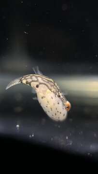 Image of Redeye puffer