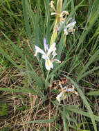 Image of Rocky Mountain iris