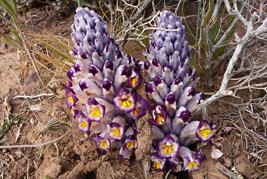 Image of Cistanche violacea (Desf.) G. Beck