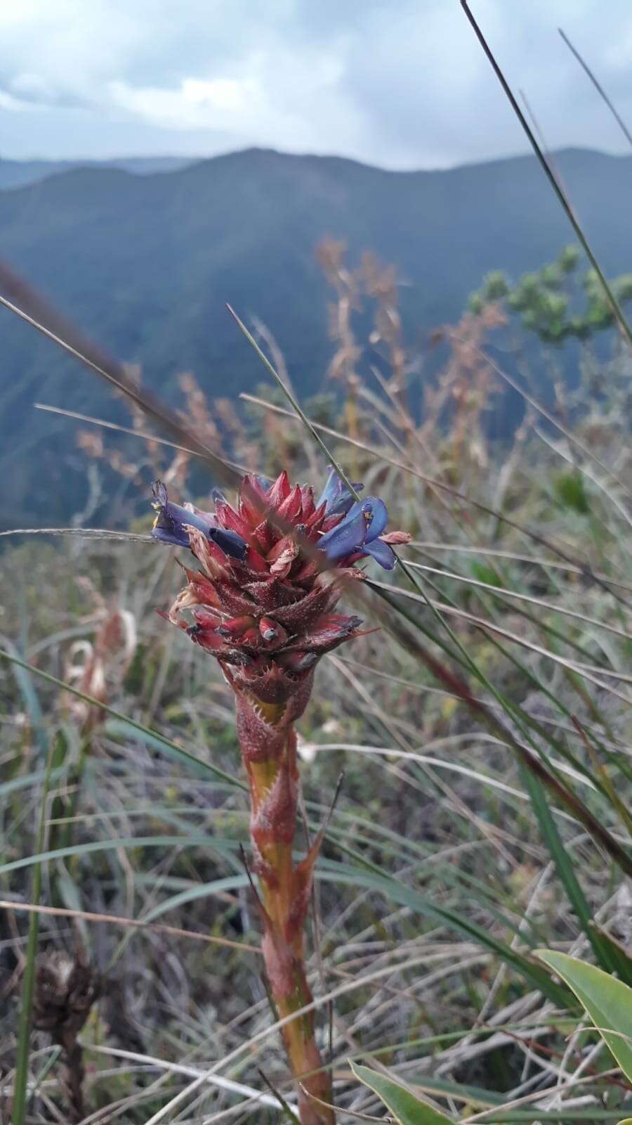 Image of Puya eryngioides André