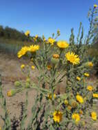 Слика од Heterotheca grandiflora Nutt.