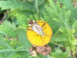 Image of alfalfa plant bug