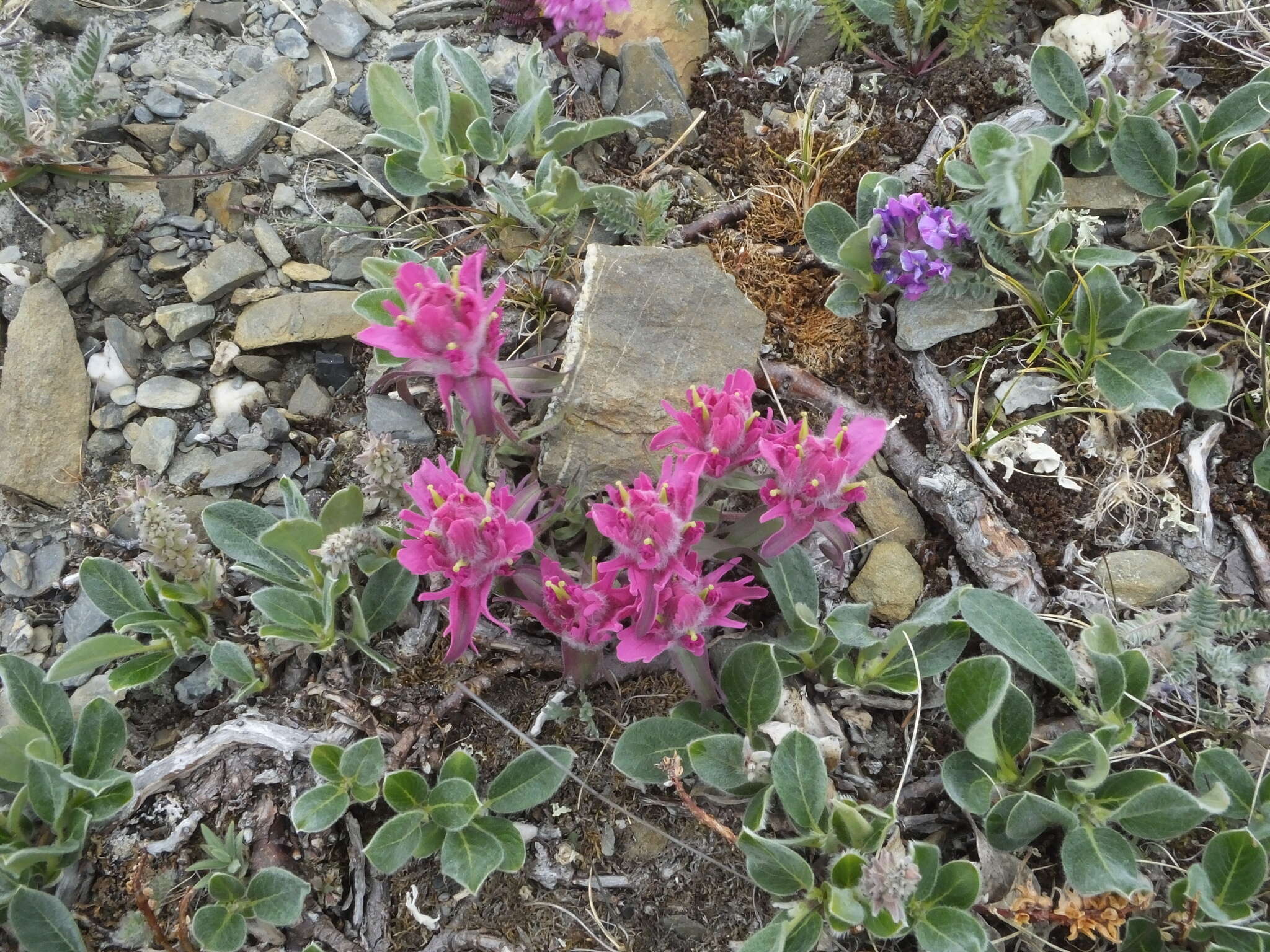 Image of elegant Indian paintbrush