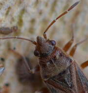 Image of Arocatus longiceps Stal & C. 1872